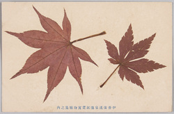 伊香保温泉場紅葉実物類集之内 / From a Collection of Maple Leaf Specimens of the Ikaho Hot Springs image