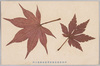 伊香保温泉場紅葉実物類集之内/From a Collection of Maple Leaf Specimens of the Ikaho Hot Springs image