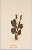 箱根植物 はるとらのを/Plants of Hakone: Haru Torano-o Bistorta Tenuicaulis image