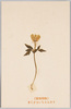 箱根植物 きくざきいちりんさう/Plants of Hakone: Kikuzaki Ichirinsō Anemone Pseudoaltaica image