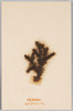 箱根植物 ひかげのかづら/Plants of Hakone: Hikage no Kazura Lycopodium Clavatum image