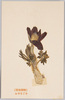 箱根植物 おきなぐさ/Plants of Hakone: Okinagusa Pulsatilla Cernua image
