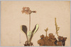 ユキワリコサクラ/Yukiwari Kosakura (Primula Modesta Var. Fauriei) image