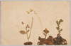 コンロンソウ/Konronsō (Cardamine Leucantha) image