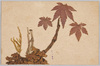 ヒノツカサ/Hi no Tsukasa (Prunus Mume 'Hinotukasa') image