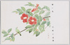「椿に鳥」 川崎小虎筆 陸軍恤兵部発行/Camellia with Bird, by Kawasaki Shōko, Issued by the Army Military Relief Department image