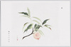 「桃」 奥村土牛先生/Peach, by Mr. Okumura Togyū image