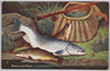 "BRITISH FISH" Salmon and Trout.  image