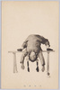中華曲技/Chinese Acrobatics image