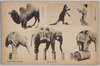 シバタ・サーカス　(象の曲芸)　（カンガールの拳闘）　（白色ラクダ）/Shibata Circus, (Elephant Acrobatics), (Kangaroo Fistfight), (White Camel) image