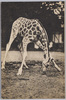 (万国婦人子供博覧会)麒麟/(The Women's and Children's International Exhibition) Kirin image