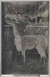 [リャマ] / [Llama] image
