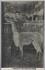 [リャマ]/[Llama] image