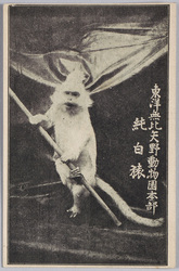 東洋無比 矢野動物園本部 純白猿 / Unrivaled in East Asia, Yano Zoo, Pure White Monkey image