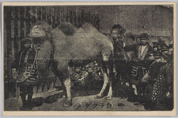 白ラクダ / White Camel image