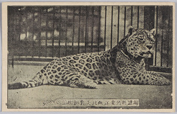 独逸特約 東洋無比 矢野動物園 豹 / Special Contract with Germany, Unrivaled in East Asia, Yano Zoo, Leopard image