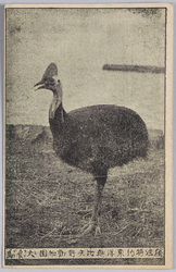独逸特約 東洋無比 矢野動物園 火食鳥 / Special Contract with Germany, Unrivaled in East Asia, Yano Zoo, Cassowary image