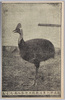 独逸特約　東洋無比　矢野動物園　火食鳥/Special Contract with Germany, Unrivaled in East Asia, Yano Zoo, Cassowary image