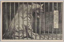 独逸特約 東洋無比 矢野動物園 ハイナ / Special Contract with Germany, Unrivaled in East Asia, Yano Zoo, Hyena image