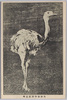 矢野動物園　駝鳥雌/Yano Zoo, Female Ostrich image