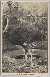 矢野動物園 駝鳥雄 / Yano Zoo, Male Ostrich image