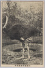 矢野動物園　駝鳥雄/Yano Zoo, Male Ostrich image
