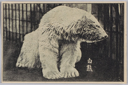 白熊 / Polar Bear image