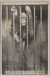 東洋無比 矢野動物園 (猩々) / Unrivaled in East Asia, Yano Zoo, (Orangutan) image