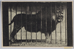 東洋無比 矢野動物館 アフリカキリマヌヂャロ山産 大獅々(ライオン) / Unrivaled in East Asia, Yano Zoo, Great Lion from Mt. Kilimanjaro, Africa (Lion) image