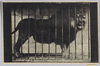 東洋無比　矢野動物館　アフリカキリマヌヂャロ山産　大獅々(ライオン)/Unrivaled in East Asia, Yano Zoo, Great Lion from Mt. Kilimanjaro, Africa (Lion) image