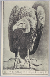 独逸特約 東洋無比 矢野動物園 鷲 / Special Contract with Germany, Unrivaled in East Asia, Yano Zoo, Eagle image