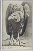 独逸特約　東洋無比　矢野動物園　鷲/Special Contract with Germany, Unrivaled in East Asia, Yano Zoo, Eagle image
