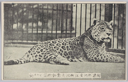 独逸特約 東洋無比 矢野動物園 豹 / Special Contract with Germany, Unrivaled in East Asia, Yano Zoo, Leopard image