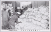 近畿地方大風水害絵葉書/Picture Postcards of Kinki Region Typhoon and Flood Disaster image