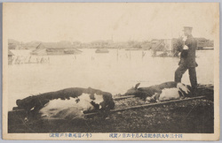 四十三年大洪水紀念八月十六日ノ実況(牛ノ溺死亀井戸附近) / Commemoration of the Great Flood of 1910: Actual Scene on August 16th (Drowned Cows near Kameido) image