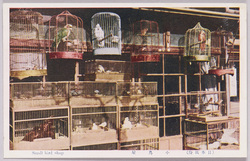 (日本風俗)小鳥屋 / (Japanese Customs) Bird Shop image