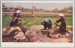 (日本風俗)稲こき / (Japanese Customs) Rice Threshing image