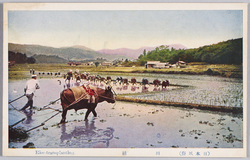 (日本風俗)田植 / (Japanese Customs) Rice Planting image