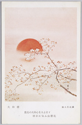 大和桜 池上秀畝画 / Yamatozakura, By Ikegami Shūho image