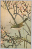 鴬　小泉勝爾・土岡泉共著『鳥類写生図譜』より/Japanese Bush Warbler, From "Bird Sketches" by Koizumi Katsuji and Tsuchioka Izumi image