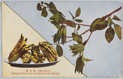 (台湾果物)仏手柑 / (Taiwanese Fruit) Buddha's Hand image