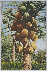 (台湾果物)木爪[瓜] / (Taiwanese Fruit) Papaya image
