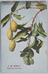 (台湾果物)檬果 / (Taiwanese Fruit) Mango image