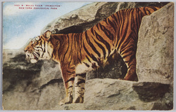 1422, B-MALAY TIGER "PRINCETON" NEW YORK ZOOLOGICAL PARK image