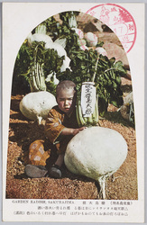 (鹿児島名所)桜島大根 / (Famous Views of Kagoshima) Sakurajima Daikon Radish image