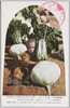 (鹿児島名所)桜島大根/(Famous Views of Kagoshima) Sakurajima Daikon Radish image