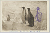 極地に於て捕獲せしペンギン鳥(四十五年一月五日)/Penguins Caught in the Polar Region (January 5th, 1912) image