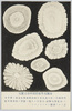 帝国大学教授田中博士実写明治四十一年六月八日/June 8th, 1908: Picture Taken by Dr. Tanaka, Professor of the Imperial University (Large Hailstones) image