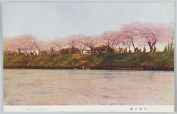向島の桜 / Cherry Blossoms of Mukojima image