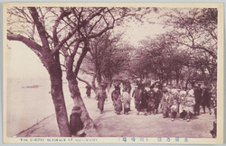 東都の桜(向島堤) / Cherry Blossoms of the Eastern Capital (Mukojima Embankment) image
